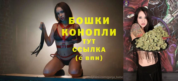 сатива Новозыбков