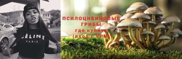 сатива Новозыбков
