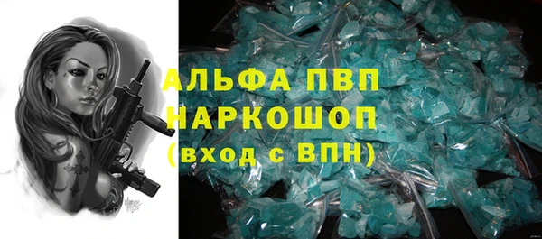 сатива Новозыбков