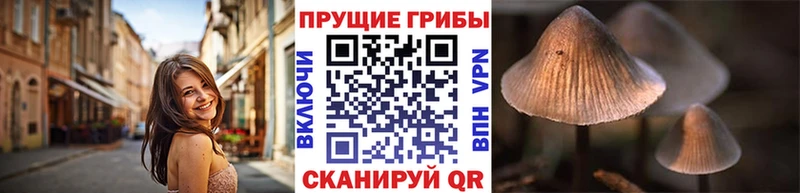 Галлюциногенные грибы Psilocybine cubensis  закладки  Волоколамск 